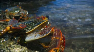 Krab vs. muréna a chobotnice