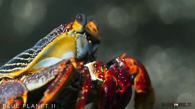 Krab vs. muréna a chobotnice