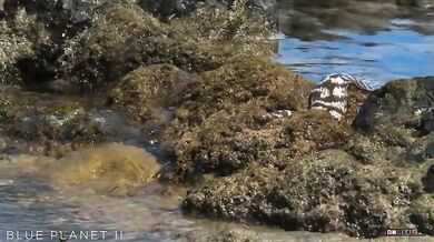 Krab vs. muréna a chobotnice