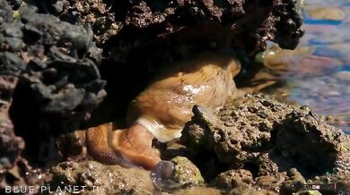 Krab vs. muréna a chobotnice