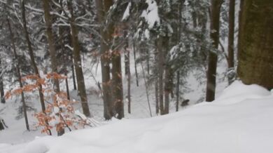 Vlci vs. medvědice s mláďaty