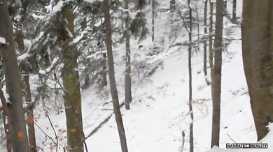 Vlci vs. medvědice s mláďaty