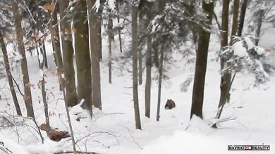 Vlci vs. medvědice s mláďaty