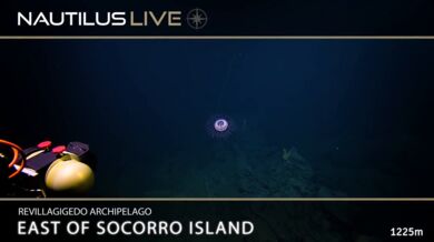 Medúza Halitrefhes maasi