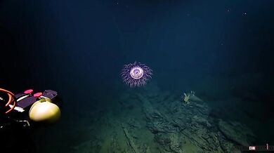 Medúza Halitrefhes maasi