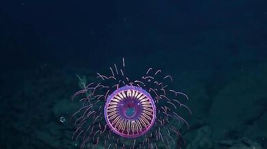 Medúza Halitrefhes maasi