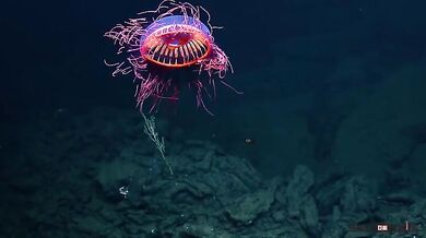 Medúza Halitrefhes maasi