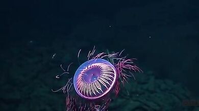 Medúza Halitrefhes maasi