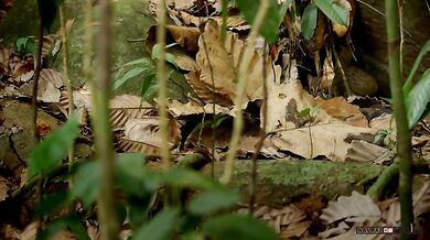 Nejmenší kočkovitá šelma