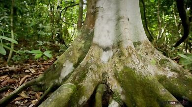 Nejmenší kočkovitá šelma