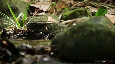 Nejmenší kočkovitá šelma