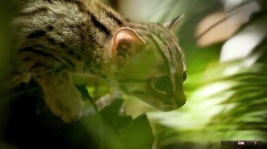 Nejmenší kočkovitá šelma