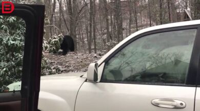 Setkání s medvědem #32