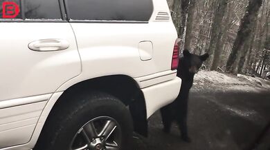 Setkání s medvědem #32