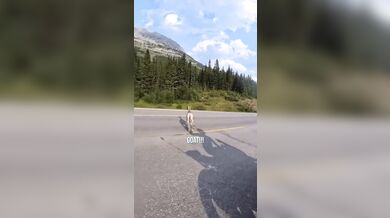 Střet motorkáře se zvěří
