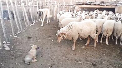 Ochrana štěněte v ohradě: Dospělá fena plemene Kangal klidně odehnala berana od svého mláděte