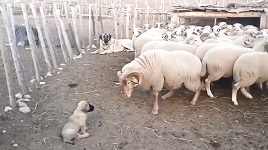 Ochrana štěněte v ohradě: Dospělá fena plemene Kangal klidně odehnala berana od svého mláděte