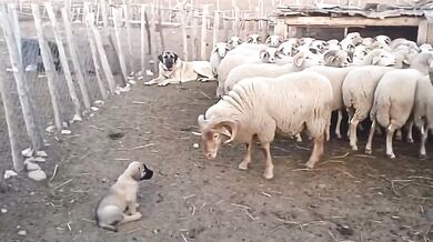 Ochrana štěněte v ohradě: Dospělá fena plemene Kangal klidně odehnala berana od svého mláděte