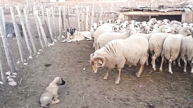 Ochrana štěněte v ohradě: Dospělá fena plemene Kangal klidně odehnala berana od svého mláděte
