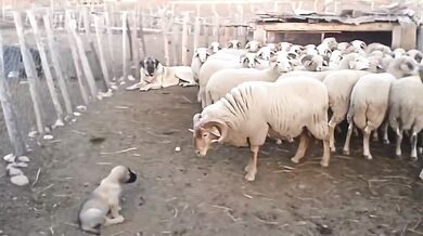 Ochrana štěněte v ohradě: Dospělá fena plemene Kangal klidně odehnala berana od svého mláděte