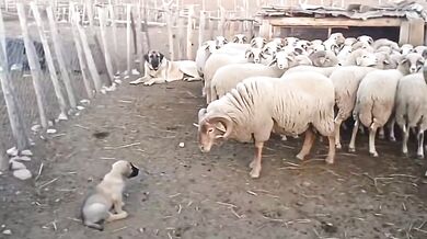 Ochrana štěněte v ohradě: Dospělá fena plemene Kangal klidně odehnala berana od svého mláděte