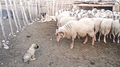 Ochrana štěněte v ohradě: Dospělá fena plemene Kangal klidně odehnala berana od svého mláděte