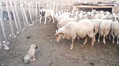 Ochrana štěněte v ohradě: Dospělá fena plemene Kangal klidně odehnala berana od svého mláděte