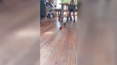 Pásovec Roswell a jeho hraní s jablkem