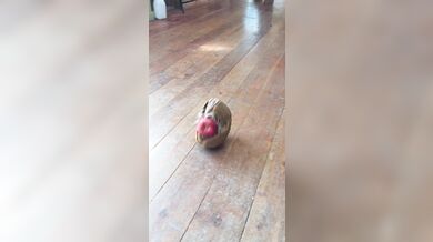 Pásovec Roswell a jeho hraní s jablkem