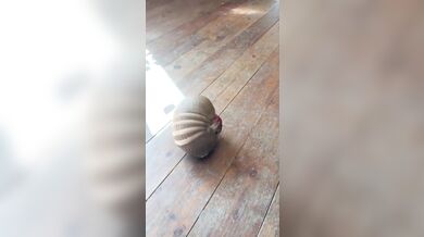 Pásovec Roswell a jeho hraní s jablkem
