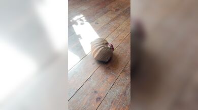 Pásovec Roswell a jeho hraní s jablkem