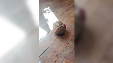 Pásovec Roswell a jeho hraní s jablkem