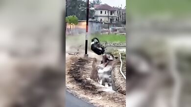 Wheelie na skútru zakončené v kanálu