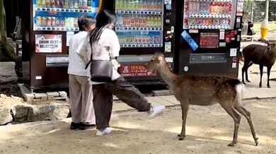 Odplata laně v Japonsku: Turistka do zvířete strčila nohou a dostala nakládačku kopyty