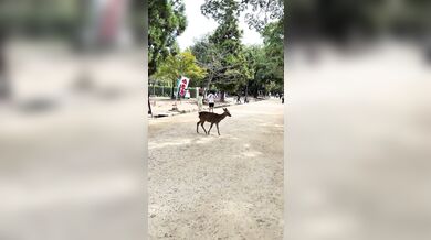 Odplata laně v Japonsku: Turistka do zvířete strčila nohou a dostala nakládačku kopyty