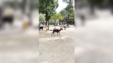 Odplata laně v Japonsku: Turistka do zvířete strčila nohou a dostala nakládačku kopyty