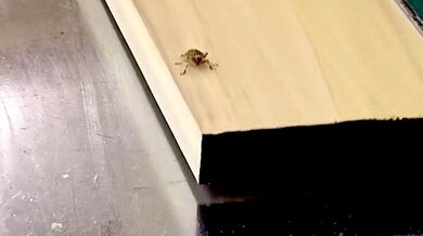 Mission Impossible