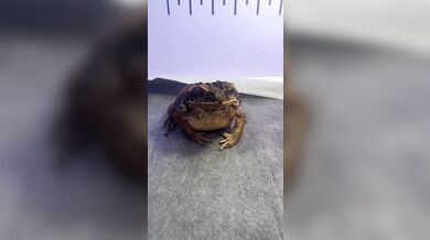 Bzučící žabák