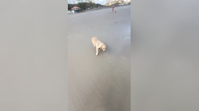 Pozor, krab!