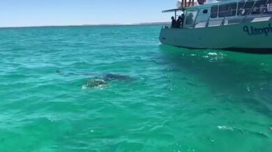 Žralok vs. želva (foto + video)