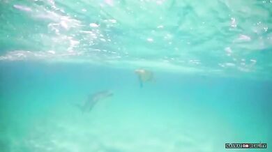 Žralok vs. želva (foto + video)