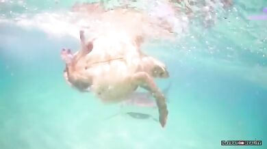 Žralok vs. želva (foto + video)