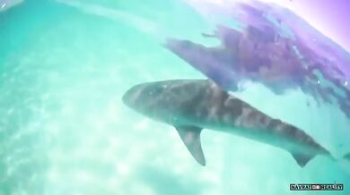 Žralok vs. želva (foto + video)
