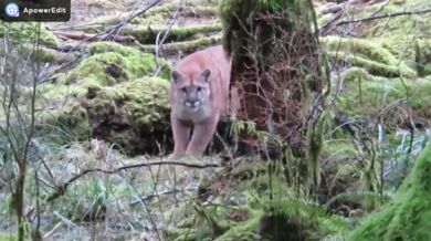 Setkání s pumou #3