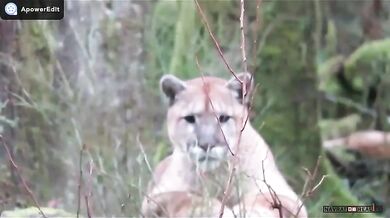 Setkání s pumou #3