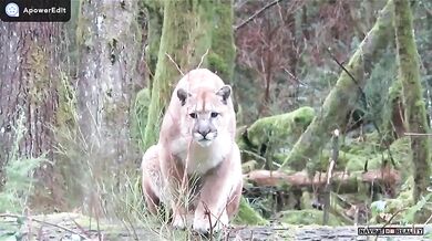 Setkání s pumou #3