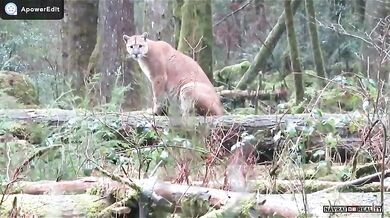 Setkání s pumou #3