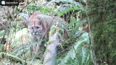 Setkání s pumou #3