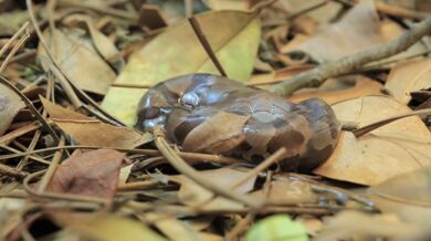 Zrození ploskolebce