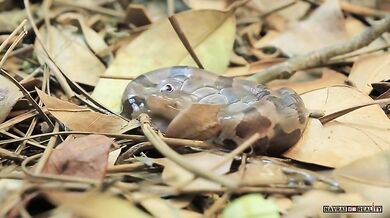 Zrození ploskolebce